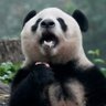 Mickey🐼 profil fotoğrafı