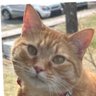 Profilbild von CHEETOdaCAT
