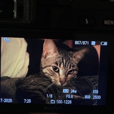 meow7e's profile picture