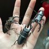 クソエイマー 蟲野郎 profil fotoğrafı