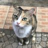 LuckyClover's profile picture