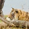 Alpha Victory India 🇮🇳 profil fotoğrafı