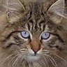 Profilbild von Marsh