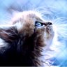 Kitty's profile picture