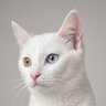 Profilbild von Маленький кот