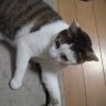 Profilbild von みつき(熊本県民の精神障害者です)