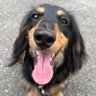 もかりか🐶🍀🌸 的头像