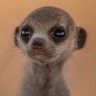 Profilbild von tutu