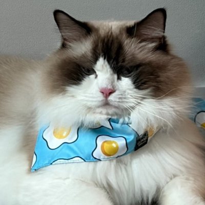 chocho_043's profile picture