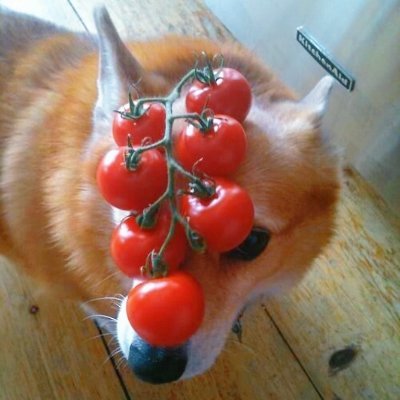 _gengguard's profile picture
