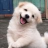 แจฮยอนรักจองอูที่สุดในโลก🍑🐶 的头像