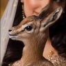 آلَجــوري🦌 profil fotoğrafı