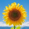 Profilbild von 💙🌻0818🌻💙