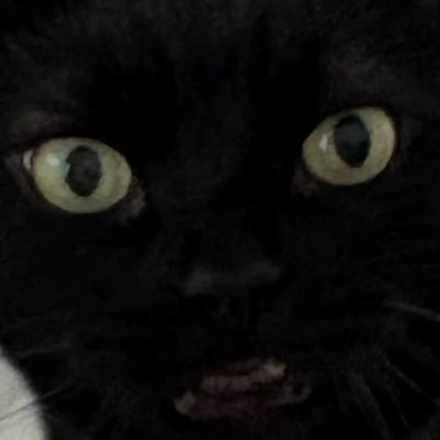 видра в пірʼях's profile picture