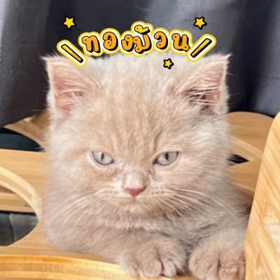 ˚₊‧꒰ เบ๊บเพชร ꒱⋆˚⊹♡'s profile picture