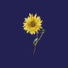 Turkee_奥斯曼土耳其's profile picture