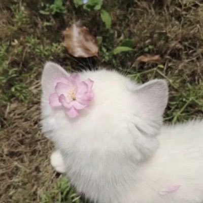 pawberrymelt's profile picture