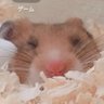 天童テント's profile picture