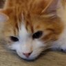 LeChatOrange02's profile picture