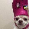 Michelange's profile picture