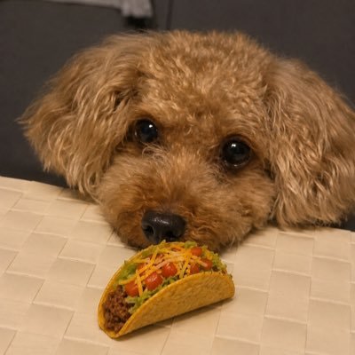 🌮비busy지🌮's profile picture