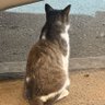 ไอซี🐣 profil fotoğrafı