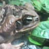 Nienawistny Krasnoludek's profile picture