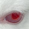 god’s favorite sacrifical lamb's profile picture