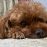 だれかさんの飼い犬's profile picture