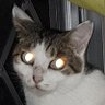 にわとり0.778 profil fotoğrafı