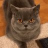 Фото профиля ゴロー「猫」Goro Cat