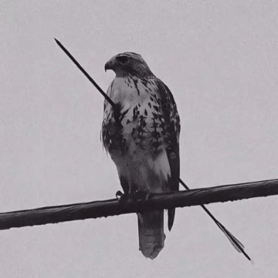 Trndsttr's profile picture