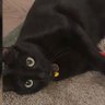 zoe 🪭 profil fotoğrafı