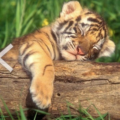 amezingnaturep's profile picture