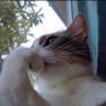 tweet guru's profile picture