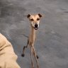 Hariframes's profile picture