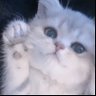 どるふぃん profil fotoğrafı