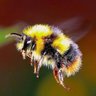 14 bees on a cloud's profile picture