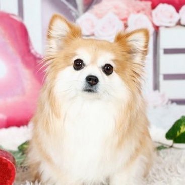 白砂's profile picture