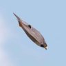 Profilbild von The Peregrine Falcon ๐ชฝ