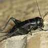 Lonely Cricket profil fotoğrafı