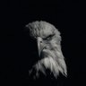 Фото профиля Q7🦅