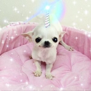 sinisterlilsis's profile picture