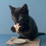 ツナマヨねこ's profile picture