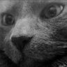 Raven's profile picture