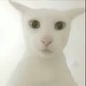 Pawee 的头像