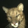 Puccshy profil fotoğrafı