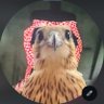 Profilbild von 🐆