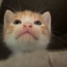 Elowen profil fotoğrafı