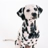 Dalmatian⚡️⚡️'s profile picture